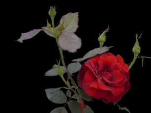 Картинка цветы розы много бутонов красный цветок
