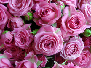 Картинка цветы розы сиреневые нежные капли много