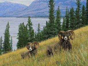 Картинка животные овцы бараны трава рога горы лес