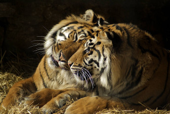 Картинка животные тигры пара чувства хищники