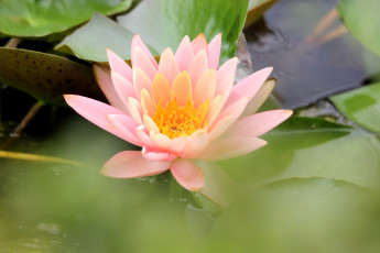 Картинка цветы лилии водяные нимфеи кувшинки розовый нежный вода