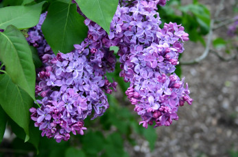 Картинка цветы сирень фиолетовый гроздья