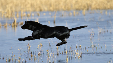 Картинка животные собаки вода прыжок