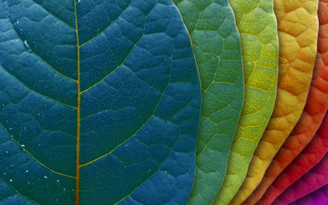 Картинка природа листья градация цвета фон