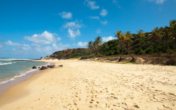 Картинка природа тропики бразилия пляж море пальмы