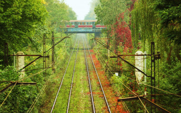 Картинка разное транспортные средства магистрали деревья рельсы туман поезд вагон трава