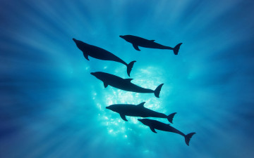 Картинка животные дельфины вода силуэт лучи
