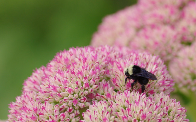 Обои картинки фото животные, пчелы, осы, шмели, цветок, розовый, зелёный