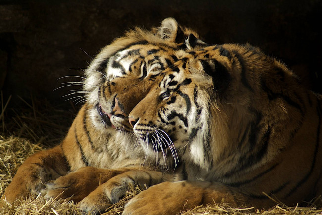 Обои картинки фото животные, тигры, пара, чувства, хищники