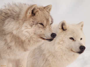 Картинка животные волки санитары хищники