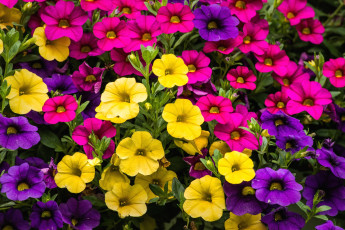 Картинка цветы петунии калибрахоа разноцветный