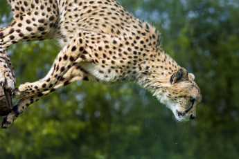 Картинка животные гепарды прыжок