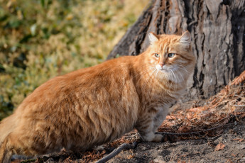 Картинка животные коты рыжий кот пушистый толстяк