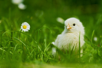 Картинка животные куры петухи цыпленок трава ромашка