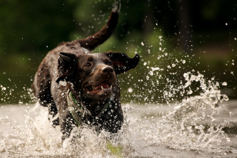 Картинка животные собаки брызги вода