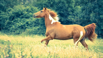 Картинка животные лошади трава луг