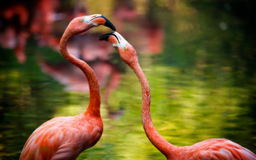 обоя животные, фламинго, шеи