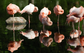 обоя животные, фламинго, вода, камень, отражение