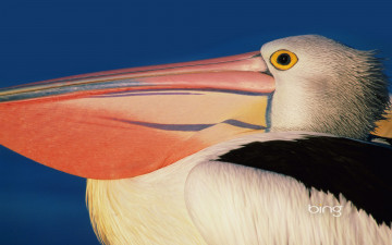 Картинка животные пеликаны клюв