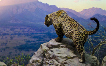 Картинка животные Ягуары скала горы долина