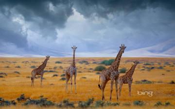 обоя животные, жирафы, сафари