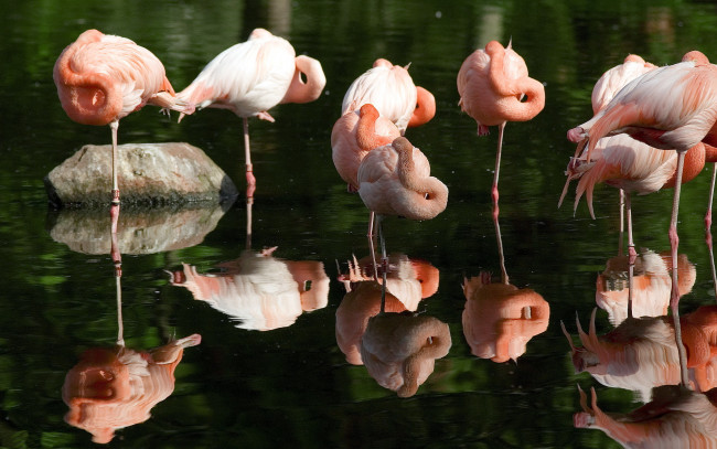 Обои картинки фото животные, фламинго, вода, камень, отражение