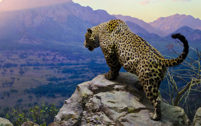 Обои картинки фото животные, Ягуары, скала, горы, долина
