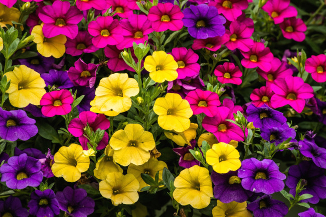 Обои картинки фото цветы, петунии, калибрахоа, разноцветный