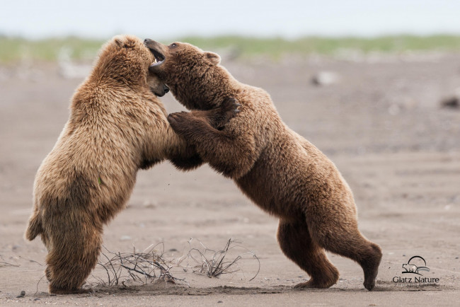 Обои картинки фото животные, медведи, борьба