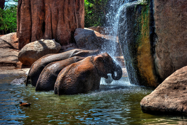 Обои картинки фото животные, слоны, душ, вода, камни