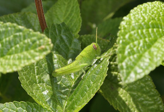 Картинка животные кузнечики +саранча зелень растения кузнечик макро