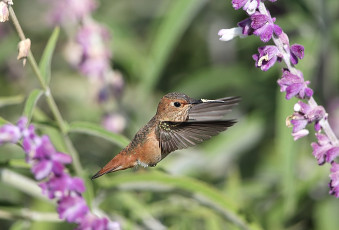 Картинка животные колибри птица полёт цветы