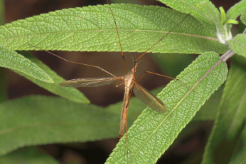 Картинка животные насекомые насекомое комар растения макро