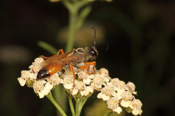 Картинка животные пчелы +осы +шмели растение оса насекомое природа макро