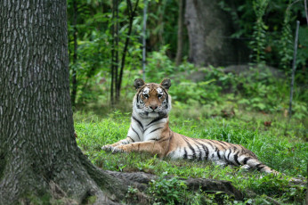 Картинка животные тигры лес поляна тигр