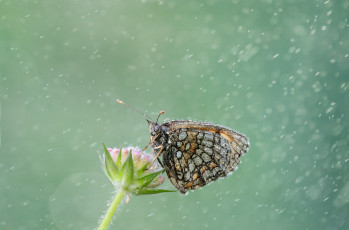 Картинка животные бабочки цветок бабочка капли дождь