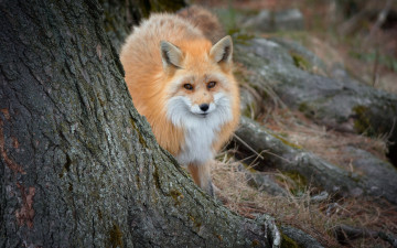 Картинка животные лисы лиса природа лес