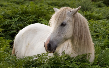 Картинка животные лошади конь природа лето