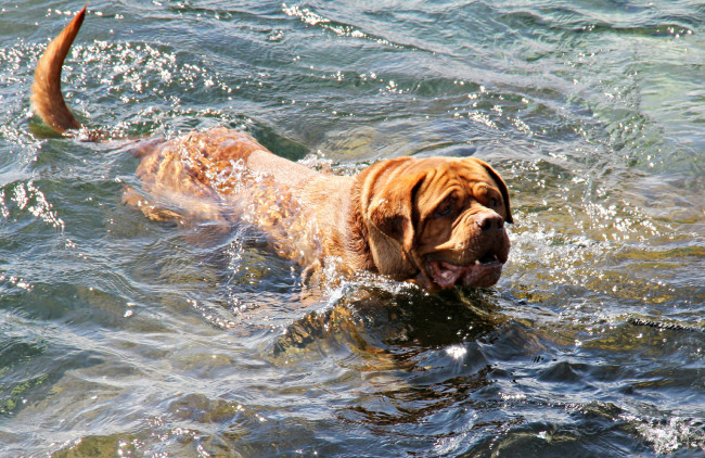 Обои картинки фото животные, собаки, пёс, рыжий, вода, плывёт, всплески