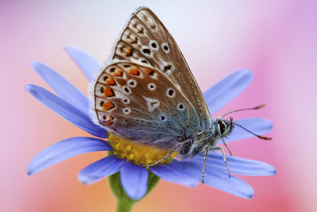 Обои картинки фото животные, бабочки, цветок, голубой, бабочка, розовый, фон, макро, роса