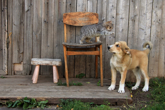 Обои картинки фото животные, разные вместе, кошка, собака, фон