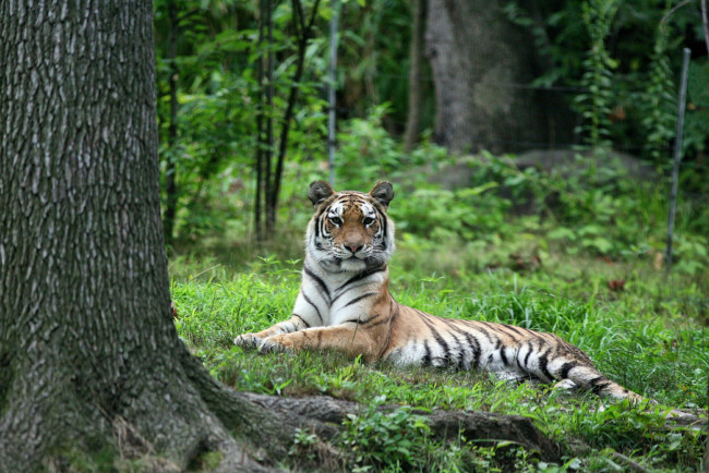 Обои картинки фото животные, тигры, лес, поляна, тигр