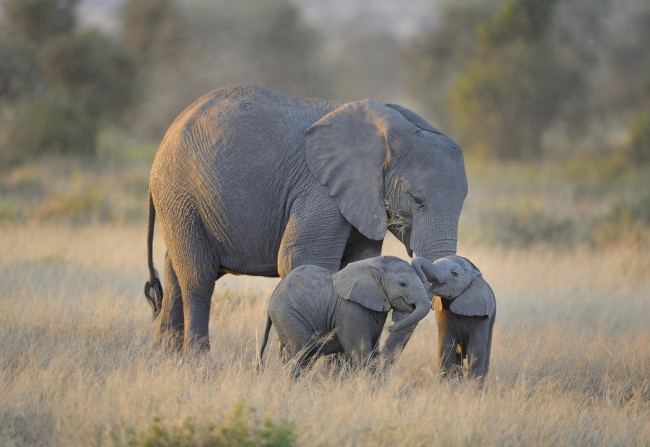 Обои картинки фото животные, слоны, twin, baby, elephants, amboseli, national, park, африка
