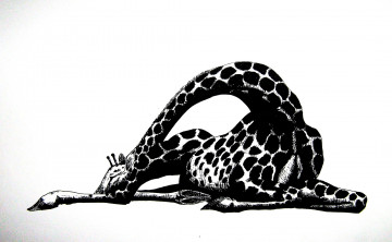 Картинка рисованное животные графика жираф черно-белый
