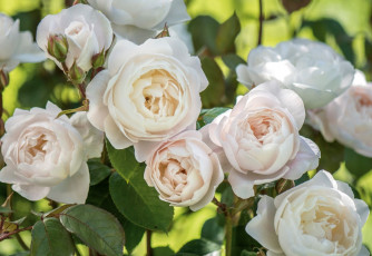 Картинка цветы розы белые макро