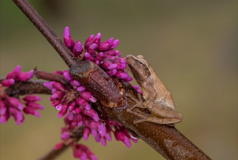 Картинка животные лягушки цветы ветка лягушка фон