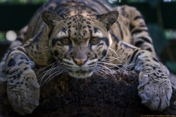 Картинка животные дымчатые+леопарды природа отдых зоо животное