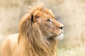 Картинка животные львы грива взгляд макро лев