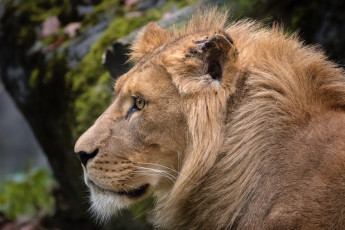 Картинка животные львы отдых ветки львица сон