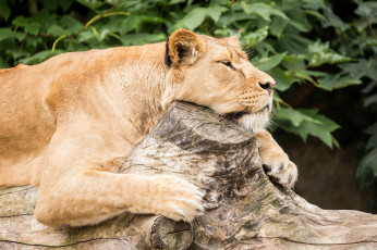 Картинка животные львы сон ветки отдых львица